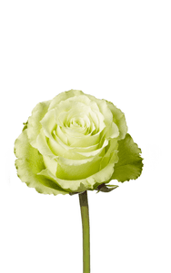 Lemonade Rose first stage of bloom, premium Ecuadorian rose for export by Royal Flowers