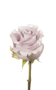 Silvery Light Rose third stage of bloom, premium Ecuadorian rose for export by Royal Flowers