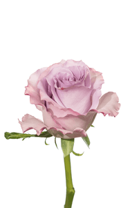 Blue Dream Rose third stage of bloom, premium Ecuadorian rose for export by Royal Flowers