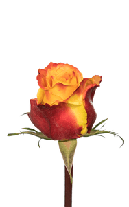 Silantoi Rose second stage of bloom, premium Ecuadorian rose for export by Royal Flowers