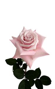 Yoga Rose first stage of bloom, premium Ecuadorian rose for export by Royal Flowers