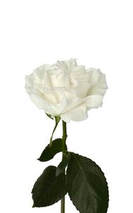 Cotton X-Pression Rose first stage of bloom, premium Ecuadorian rose for export by Royal Flowers