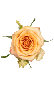 Alquimia Rose in topdown view, premium Ecuadorian rose for export by Royal Flowers