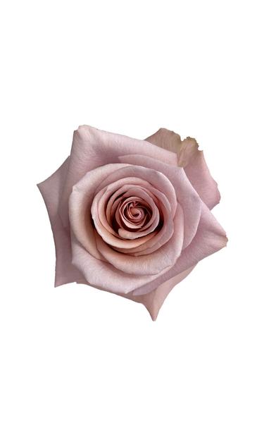 Eathtone Color Roses Nude Earthtone Rose – Wholesale Roses | Royal Flowers