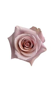 Nude Rose in topdown view, premium Ecuadorian rose for export by Royal Flowers