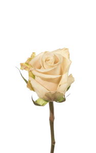 Sandy Rose first stage of bloom, premium Ecuadorian rose for export by Royal Flowers