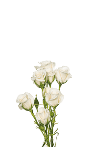 White Majolica Spray Rose second stage of bloom, premium Ecuadorian rose for export by Royal Flowers