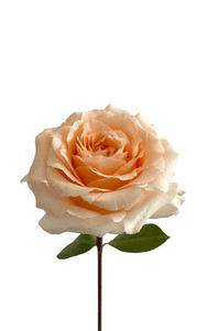 Felicity Rose first stage of bloom, premium Ecuadorian rose for export by Royal Flowers