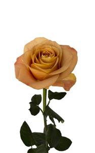 Symbol Rose third stage of bloom, premium Ecuadorian rose for export by Royal Flowers