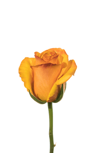 Tycoon Rose first stage of bloom, premium Ecuadorian rose for export by Royal Flowers