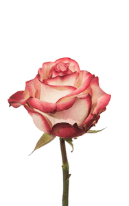 Paloma Rose second stage of bloom, premium Ecuadorian rose for export by Royal Flowers