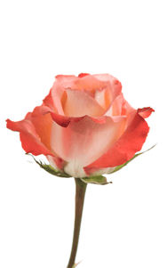 Cabaret Rose second stage of bloom, premium Ecuadorian rose for export by Royal Flowers