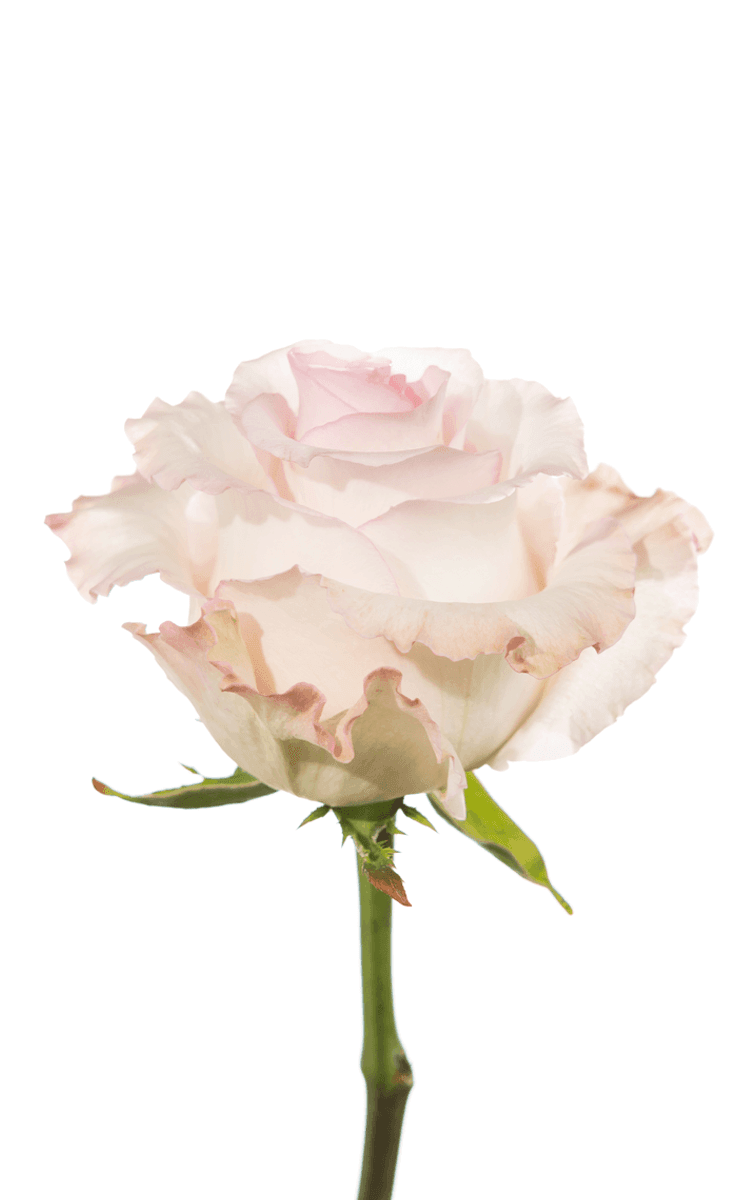 Mandala Pink Rose - Royal Flowers