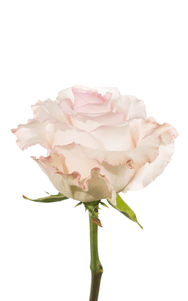 Mandala Rose second stage of bloom, premium Ecuadorian rose for export by Royal Flowers