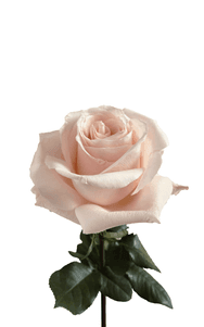 Yoga Rose first stage of bloom, premium Ecuadorian rose for export by Royal Flowers