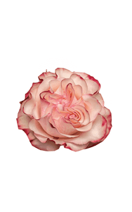 Country Candy Rose in topdown view, premium Ecuadorian rose for export by Royal Flowers