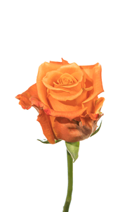 Tropic Crush Rose second stage of bloom, premium Ecuadorian rose for export by Royal Flowers