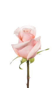 Mother of Pearl Rose first stage of bloom, premium Ecuadorian rose for export by Royal Flowers