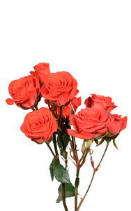 Coral Duchess Spray Rose second stage of bloom, premium Ecuadorian rose for export by Royal Flowers