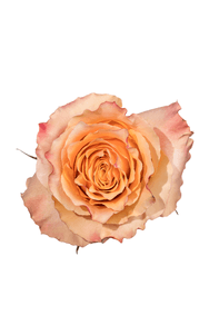 Carpe Diem Rose in topdown view, premium Ecuadorian rose for export by Royal Flowers
