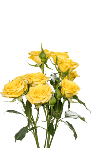 Yellow Babe Spray Rose second stage of bloom, premium Ecuadorian rose for export by Royal Flowers