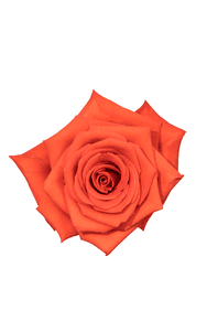 Nina Rose in topdown view, premium Ecuadorian rose for export by Royal Flowers