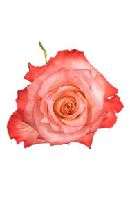 Cabaret Rose in topdown view, premium Ecuadorian rose for export by Royal Flowers