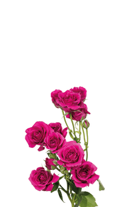 Hot Majolica Spray Rose second stage of bloom, premium Ecuadorian rose for export by Royal Flowers
