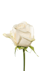 Vendela Rose first stage of bloom, premium Ecuadorian rose for export by Royal Flowers