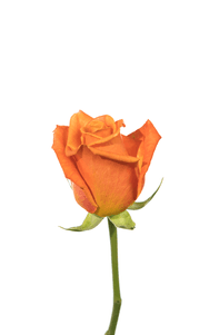 Tropic Crush Rose first stage of bloom, premium Ecuadorian rose for export by Royal Flowers