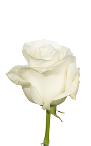 Proud Rose second stage of bloom, premium Ecuadorian rose for export by Royal Flowers