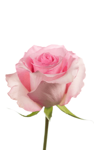 Christa Rose second stage of bloom, premium Ecuadorian rose for export by Royal Flowers