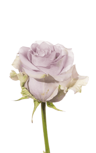 Silvery Light Rose second stage of bloom, premium Ecuadorian rose for export by Royal Flowers