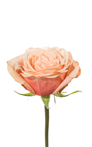 Kahala Rose third stage of bloom, premium Ecuadorian rose for export by Royal Flowers