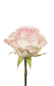 Mandala Rose third stage of bloom, premium Ecuadorian rose for export by Royal Flowers