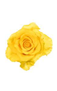 Regatta Rose in topdown view, premium Ecuadorian rose for export by Royal Flowers