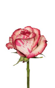 Magic Times Rose second stage of bloom, premium Ecuadorian rose for export by Royal Flowers
