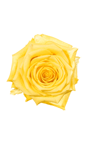 Supersun Rose in topdown view, premium Ecuadorian rose for export by Royal Flowers