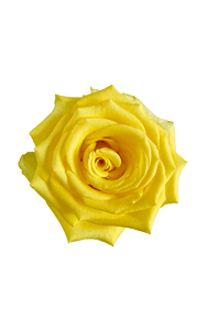 Cancun Rose in topdown view, premium Ecuadorian rose for export by Royal Flowers