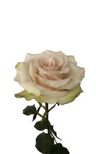 Quicksand Rose third stage of bloom, premium Ecuadorian rose for export by Royal Flowers