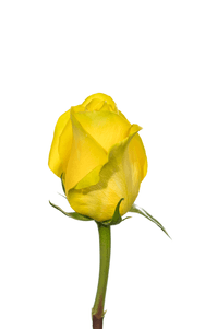 Goldfinch Rose first stage of bloom, premium Ecuadorian rose for export by Royal Flowers