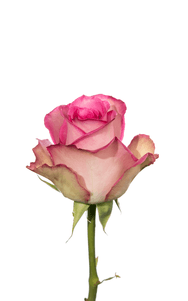 Sweet Unique Rose second stage of bloom, premium Ecuadorian rose for export by Royal Flowers