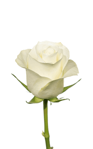 Proud Rose third stage of bloom, premium Ecuadorian rose for export by Royal Flowers