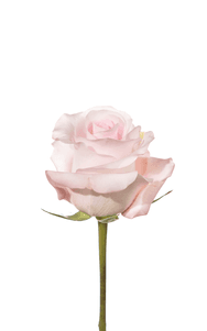 Sweet Akito Rose second stage of bloom, premium Ecuadorian rose for export by Royal Flowers