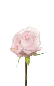 Sweet Akito Rose first stage of bloom, premium Ecuadorian rose for export by Royal Flowers