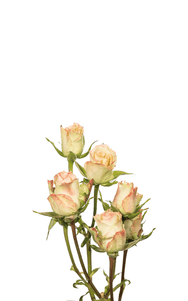 Antara Folies Spray Rose first stage of bloom, premium Ecuadorian rose for export by Royal Flowers