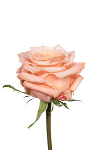 Shimmer Rose third stage of bloom, premium Ecuadorian rose for export by Royal Flowers
