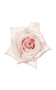 Sweet Escimo Rose in topdown view, premium Ecuadorian rose for export by Royal Flowers