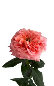 Mandarin X-Pression Rose third stage of bloom, premium Ecuadorian rose for export by Royal Flowers