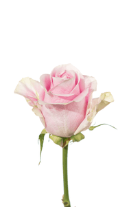 Rosita Vendela Rose second stage of bloom, premium Ecuadorian rose for export by Royal Flowers